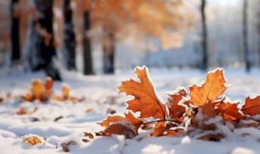 Первый снег