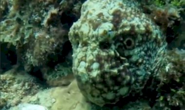 Ты осьминога видишь? А он есть!