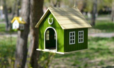 Драники и новая кормушка)