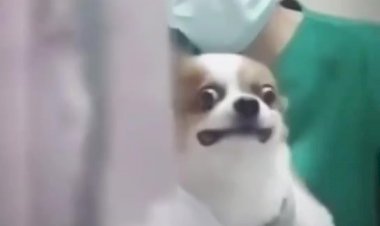 На прививку! Первый класс!