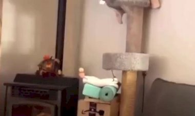 Шарик, ты балбес!