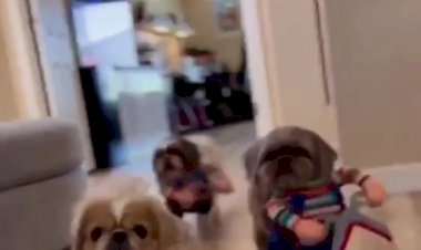 Маленькие цирюльники.