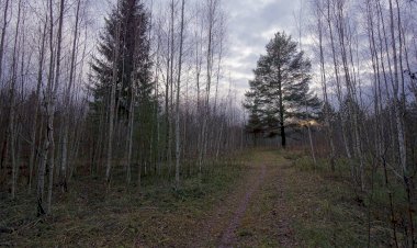 Ноябрьский лес