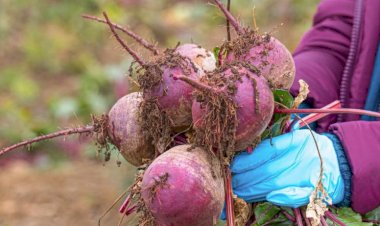 КОГДА СОБИРАТЬ СВЕКЛУ? КАК ОПРЕДЕЛИТЬ, ЧТО УРОЖАЙ СВЕКЛЫ ГОТОВ.