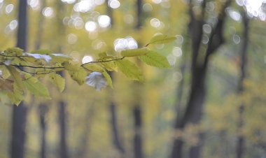 Тестирую Гелиос м44 в связке с Никон