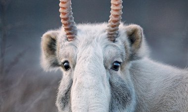 Сайгаки -прекрасное в некрасивом