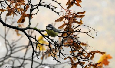Осенние птицы