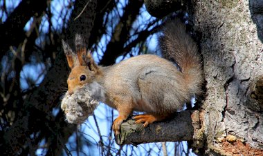 Гнездо для Белочки