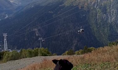 Когда говорят, что Французский бульдог не создан для путешествий