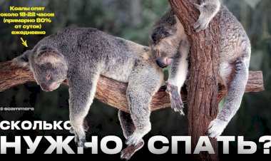 ТЫ НЕПРАВИЛЬНО СПИШЬ