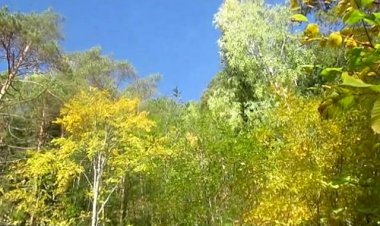 Босая осень -  поёт Джанго