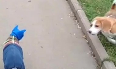 Нам собаки не страшны...