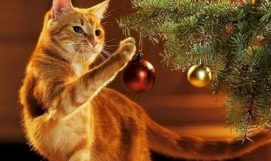 Барсик и елочка)