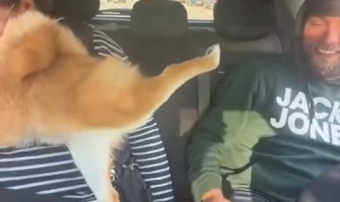 Когда в прошлой жизни был конём...