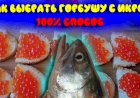 Как выбрать горбушу с икрой. 100 % верный способ