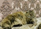 Поздравления от курбобихи