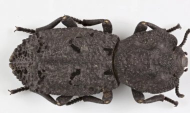 Какое насекомое имеет самый крепкий защитный покров? Какой вес он способен выдержать?