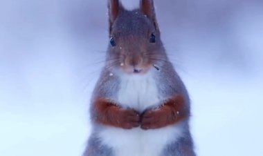 Зимняя природа