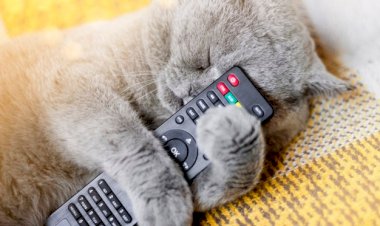 Уронил пульт)