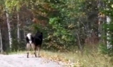 Шарик, твою мать, ты кого привёл?