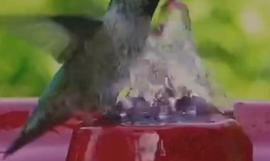 Колибри, которому очень жарко