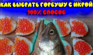 Как выбрать горбушу с икрой. 100 % верный способ