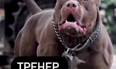 Если бы собаки были профессиями...