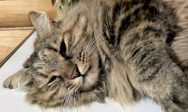 Любит ли курбобиха свинину?