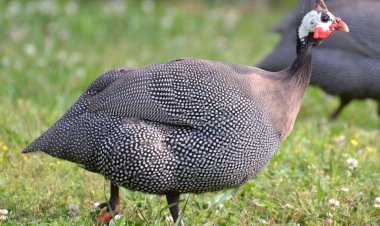 Сколько можно заработать на разведении цесарок. Веду подсчет с 45 особей