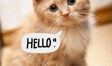 Как долго коты и кошки помнят своего хозяина