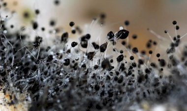 Удивительные грибы. Такие разные и непохожие на других обитателей планеты. Какой гриб вызвал "антонов огонь" в средние века?