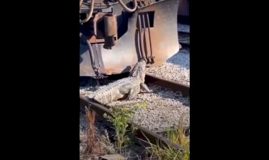 Аллигатор атаковал поезд