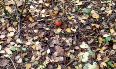 Мухомор - не подосиновик