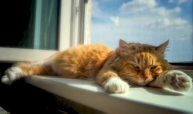 Хозяйка подоконника)