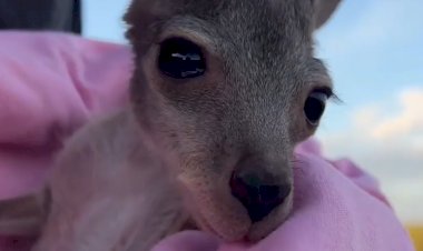 Удивительный мир природы