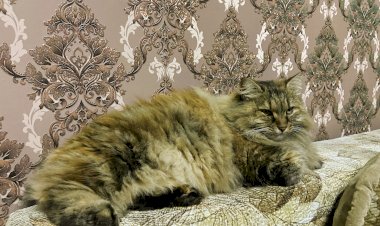 Поздравления от курбобихи