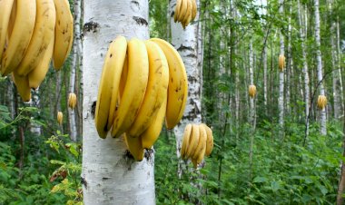 Как правильно чистить банан?