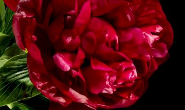 Прекрасные цветы