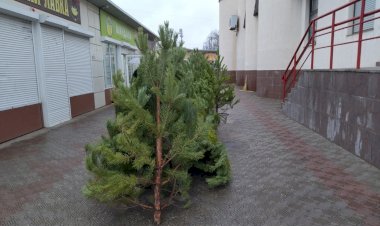 Беспокоюсь о природе, поэтому лучше куплю живую, а не искусственную ель на Новый год