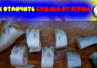 Как отличить судака от берша. Основные отличия этих похожих рыб
