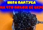 Икра палтуса / На что похожа по вкусу и почему она черная