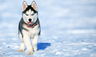 Хаски: история породы