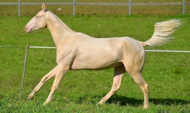 Лошади дороже жизни