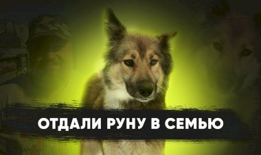 VLOG: Отдали Руну в хорошие руки // Любовь с первого взгляда