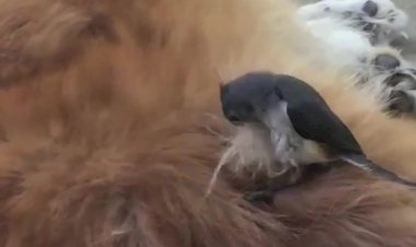 Эти забавные животные и их привычки