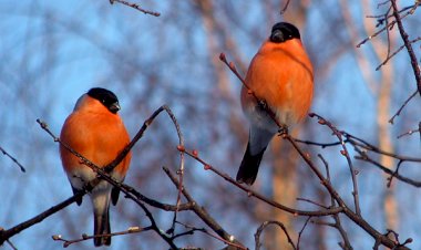 Снегири прилетели