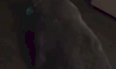 Кот алкоголик.