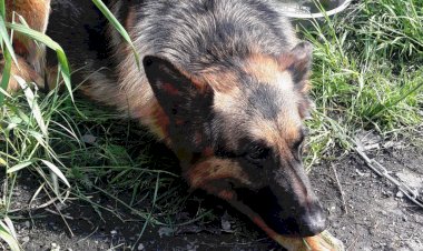 Вы ВОРЫ!!! Писали нам в смс