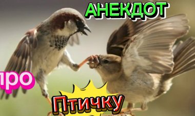 Анекдот про Птичку