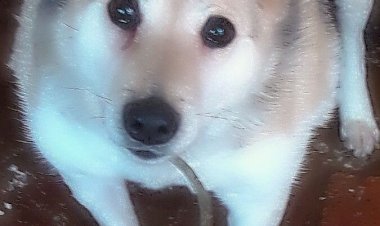 Обычная история